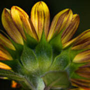 Sunflower In Shadow Poster