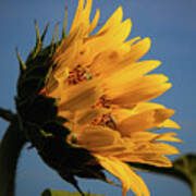 Sunflower In Summer Poster