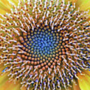 Sunflower Jewels Poster