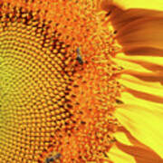 Sunflower Right Poster