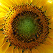Sunflower Spirals Poster