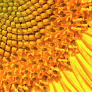 Sunflower - Up Close Poster