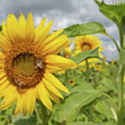 Sunflower With Honeybee Poster