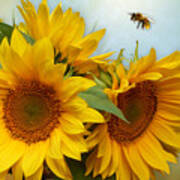 Sunflowers And Bumble Bee Poster