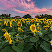 Sunflowers At Sunset Poster
