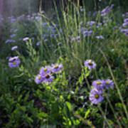 Sunlight On Wild Asters Poster