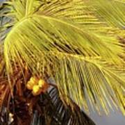 Sunlit Coconuts Poster