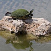 Sunning Turtle On A Rock Poster