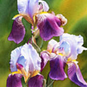 Sunny Irises Poster