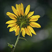 Sunny Sunflower Following The Sun Poster
