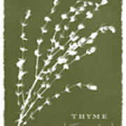 Sunprinted Herbs In Green - Thyme - Art By Jen Montgomery Poster