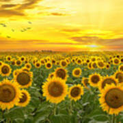 Sunrays And Sunflowers Poster