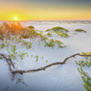 Sunrise And Driftwood At The Gulf Islands National Seashore Poster
