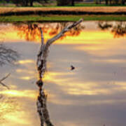 Sunrise Symmetry -  Reflected Tree And Duck On A Wisconsin Pond At Sunrise Poster