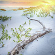 Sunset And Driftwood At The Gulf Islands National Seashore Poster