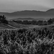 Sunset Over The Vineyard Black And White Poster
