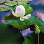 Sunset Pond Lotus Poster