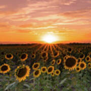 Sunset Sunflowers Poster