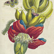 Surinam Insects By Maria Sibylla Merian P11 Poster