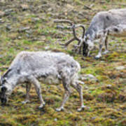 Svalbard Reindeer Pair On A Hillside Poster