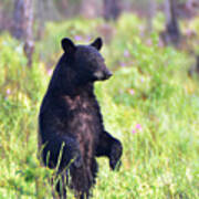 Swamp Bear Poster