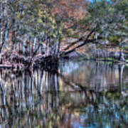 Florida Swamp Reflections 1 Poster