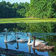 Swans Hanging Out In Stearns Millpond Sudbury Massachusetts Poster