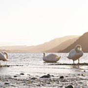 Swans On Ullswater Lake District Poster