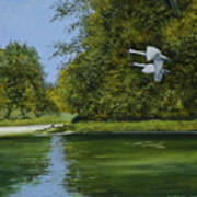 Swans Over Tamerton Creek Poster