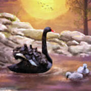 Swans Swimming At Sunset Poster