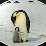Sweet Penguins Poster