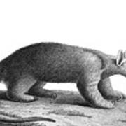 Tamandua Anteater, 1809 Poster