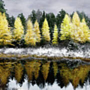 Tamarack Under A Painted Sky Poster