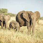 Tanzania Elephant Family Poster