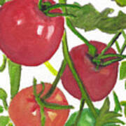 Taste Of Summer Vine Ripe Tomatoes Watercolor Painting Poster