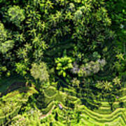 Tegallalang Rice Terrace Aerial Bali Indonesia Poster