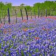 Texas Heaven -bluebonnets Wildflowers Landscape Poster