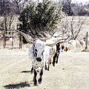 Texas Longhorns In Texas Poster