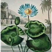 The Blue Egyptian Water-lily From The Temple Of Flora 1807 By Robert John Thornton. Poster