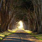 The Cypress Tree Tunnel Poster