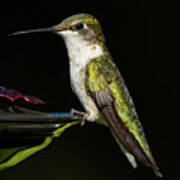 The Female Ruby Throated Hummingbird Portrait Poster