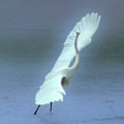 The Great Dancing Egret Poster