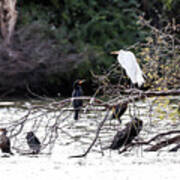 The Great Egret And Her Court Poster