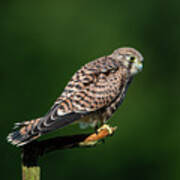 The Hunting Position In Profile For The Young Kestrel Poster