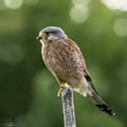 The Male Kestrel Hunting On Top Of A Round Pole Poster