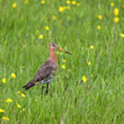 The Meadow Bird The Godwit Poster