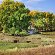 The Old Buchta Place - Abandoned Homestead On Nd Prairie With Simmental Cattle Grazing Poster
