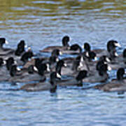 The Procession, Winter Migrating Coots At Merritt Island National Wildlife Refuge Poster