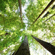 The Redwood National And State Parks, California Poster