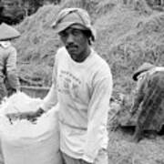 The Rice Harvest - Bali, Indonesia Poster